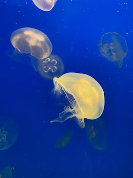 大分マリーンパレス水族館 「うみたまご」に投稿された画像（2021/4/22）