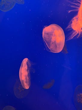 大分マリーンパレス水族館 「うみたまご」に投稿された画像（2021/4/22）