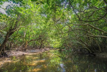 西表島 ADVENTURE PiPi（アドベンチャーピピ）に投稿された画像（2021/4/22）