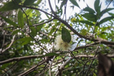 西表島 ADVENTURE PiPi（アドベンチャーピピ）に投稿された画像（2021/4/22）