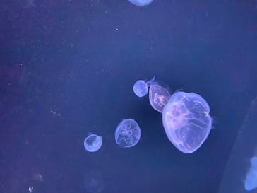 サンシャイン水族館に投稿された画像（2021/4/22）