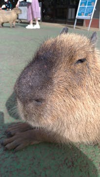 伊豆シャボテン動物公園に投稿された画像（2021/4/22）