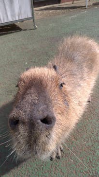 伊豆シャボテン動物公園に投稿された画像（2021/4/22）