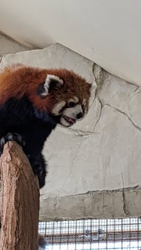 那須どうぶつ王国に投稿された画像（2021/4/24）