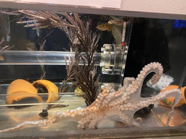 しながわ水族館に投稿された画像（2021/4/24）