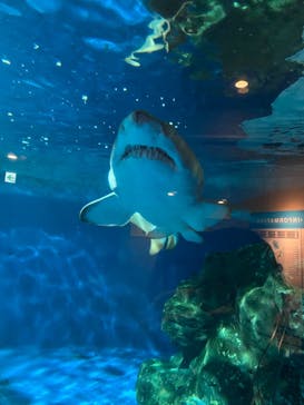 しながわ水族館に投稿された画像（2021/4/24）