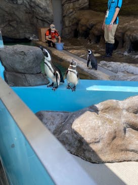 しながわ水族館に投稿された画像（2021/4/24）