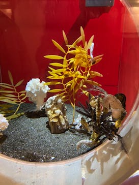 しながわ水族館に投稿された画像（2021/4/24）