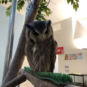 Moff アニマル カフェ イーアス 高尾店に投稿された画像（2021/4/24）