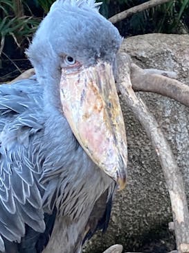 那須どうぶつ王国に投稿された画像（2021/4/24）