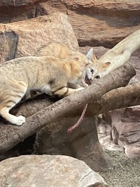 那須どうぶつ王国に投稿された画像（2021/4/24）