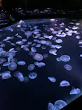 すみだ水族館に投稿された画像（2021/4/24）