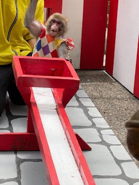 おさるランド＆アニタウン　日光さる軍団劇場に投稿された画像（2021/4/24）