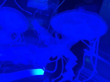 マクセル アクアパーク品川に投稿された画像（2021/4/24）