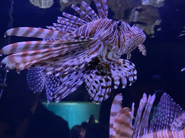 マクセル アクアパーク品川に投稿された画像（2021/4/24）