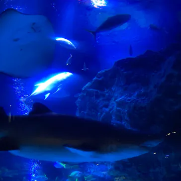 すみだ水族館に投稿された画像（2021/4/24）