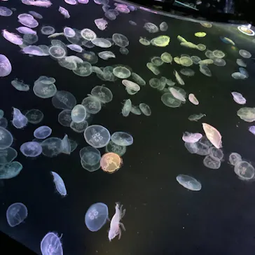 すみだ水族館に投稿された画像（2021/4/24）