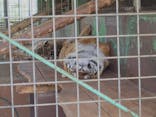 しろとり動物園に投稿された画像（2021/4/24）