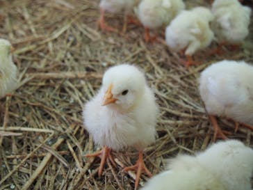 しろとり動物園に投稿された画像（2021/4/24）