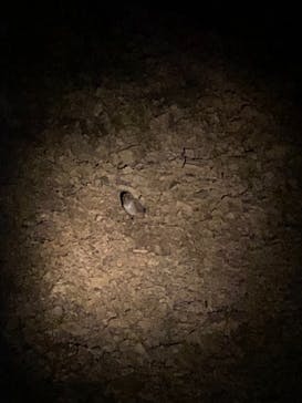 ミッドナイトツアー 奄美に投稿された画像（2021/4/24）