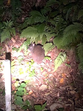 ミッドナイトツアー 奄美に投稿された画像（2021/4/24）