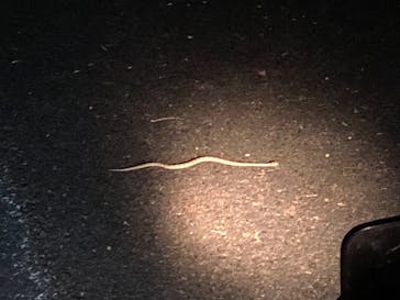 ミッドナイトツアー 奄美に投稿された画像（2021/4/24）