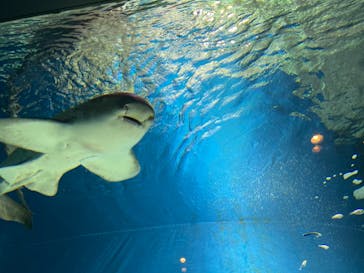 マクセル アクアパーク品川に投稿された画像（2021/4/24）