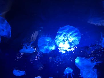 サンシャイン水族館に投稿された画像（2021/4/24）