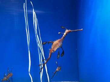 サンシャイン水族館に投稿された画像（2021/4/24）