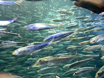 サンシャイン水族館に投稿された画像（2021/4/24）