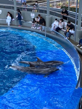 大分マリーンパレス水族館 「うみたまご」に投稿された画像（2021/4/24）