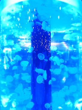 マクセル アクアパーク品川に投稿された画像（2021/4/24）