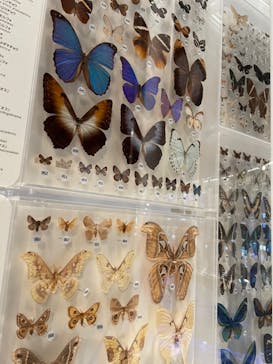 国立科学博物館に投稿された画像（2021/4/24）