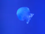 すみだ水族館に投稿された画像（2021/4/24）