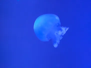 すみだ水族館に投稿された画像（2021/4/24）