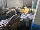 しながわ水族館に投稿された画像（2021/4/24）