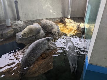 しながわ水族館に投稿された画像（2021/4/24）