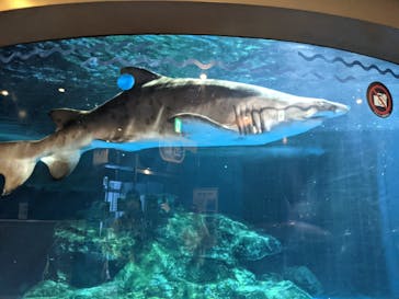 しながわ水族館に投稿された画像（2021/4/24）