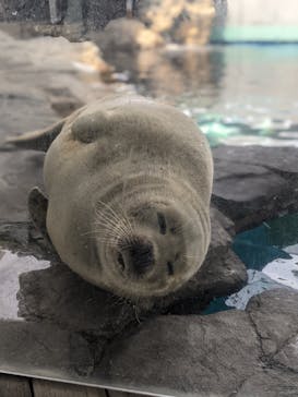 しながわ水族館に投稿された画像（2021/4/24）