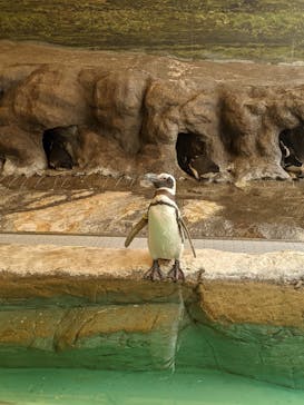 しながわ水族館に投稿された画像（2021/4/24）