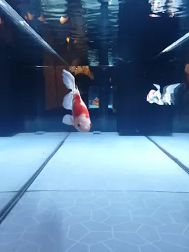 すみだ水族館に投稿された画像（2021/4/24）