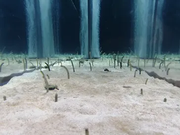 すみだ水族館に投稿された画像（2021/4/24）