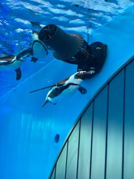 サンシャイン水族館に投稿された画像（2021/4/24）