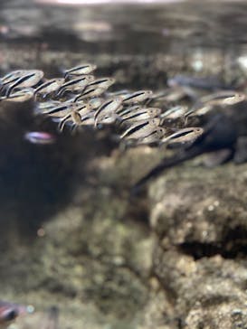 サンシャイン水族館に投稿された画像（2021/4/24）
