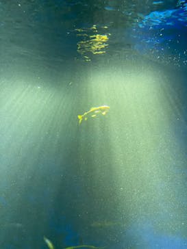 サンシャイン水族館に投稿された画像（2021/4/24）