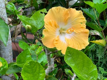 御菓子御殿　名護店　やんばる亜熱帯の森DINO恐竜PARKに投稿された画像（2021/4/24）