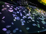 すみだ水族館に投稿された画像（2021/4/25）