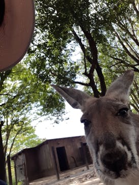 秋吉台自然動物公園 サファリランドに投稿された画像（2021/4/24）