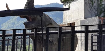 秋吉台自然動物公園 サファリランドに投稿された画像（2021/4/24）