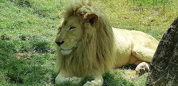 秋吉台自然動物公園 サファリランドに投稿された画像（2021/4/24）